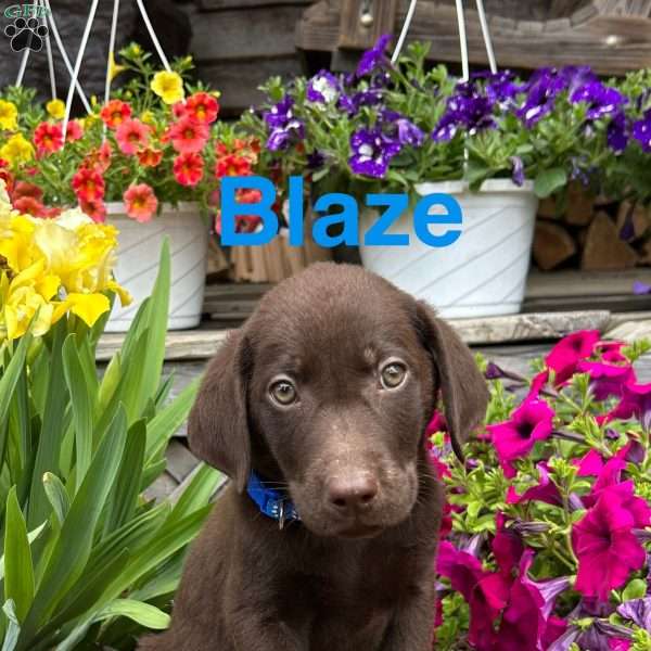 Blaze, Chocolate Labrador Retriever Puppy